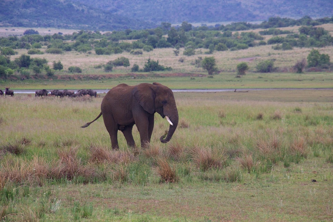 Elephant grazing on the open plains of Pilanesberg National Park